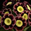 Auricula Margaret Faulkner - Abriachan Nurseries